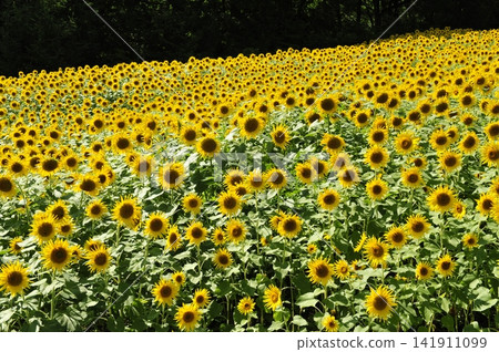 Sunflower sunflower Sunflower sunflower 141911099