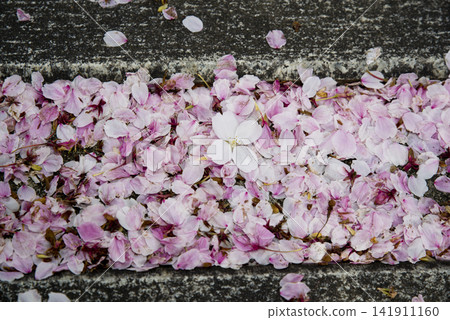 Cherry blossom petals are floating above the water in the shrine's Chozuya. Cherry blossom petals are floating above the water in the shrine's Chozuya. 141911160