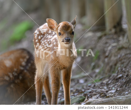 A cute fawn gazing at me in the forest of Nara A cute fawn gazing at me in the forest of Nara 141911244