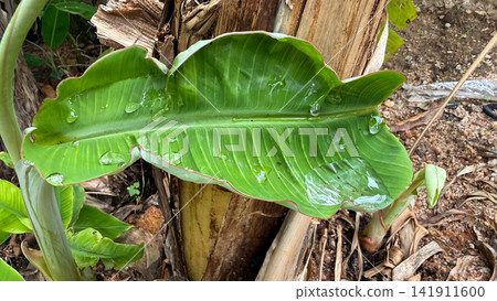 Fresh green banana leaf with clear water drops growing on a plant outdoors. 141911600
