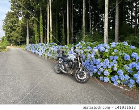 hydrangea hydrangea 141911618