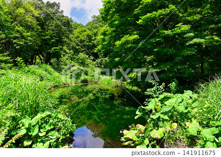 Ponds in Torokawa-daira Marshland 141911675