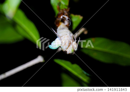 Emerged brown cicada Emerged brown cicada 141911843