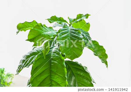 咖啡樹-適合室內種植的盆栽植物 咖啡樹-適合室內種植的盆栽植物 141911942