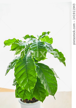 Coffee tree - a houseplant to grow indoors Coffee tree - a houseplant to grow indoors 141911943