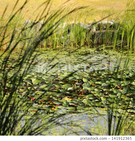 Peaceful wetland pond covered with water lilies and surrounded by tall reeds Peaceful wetland pond covered with water lilies and surrounded by tall reeds 141912365