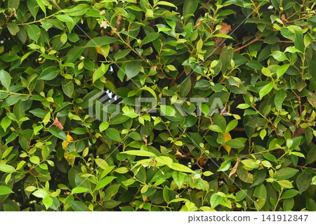 fresh green leaf tree background, natural wall decoration of home fresh green leaf tree background, natural wall decoration of home 141912847