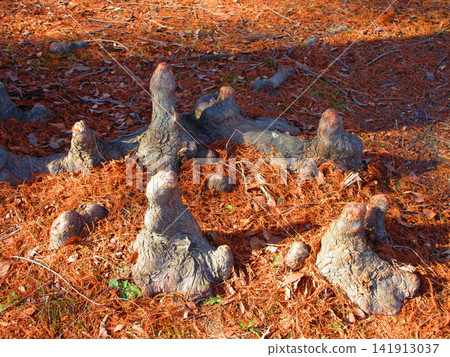 A landscape of bald cypress aerial roots (Tokyo Metropolitan Toneri Park) A landscape of bald cypress aerial roots (Tokyo Metropolitan Toneri Park) 141913037