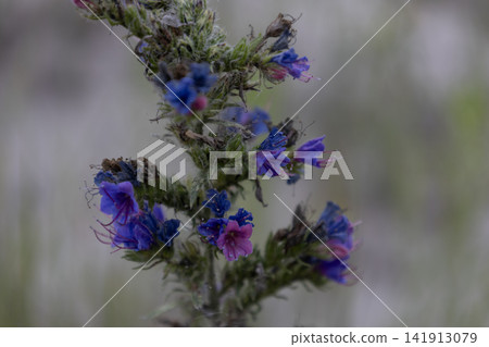 A close-up macro photograph of a blooming blueweed or Viper's Bugloss (Echium vulgare) plant, featuring multiple vibrant blue and purple flowers and some wilting brown buds on a spiky stalk. A close-up macro photograph of a blooming blueweed or Viper's Bugloss (Echium vulgare) plant, featuring multiple vibrant blue and purple flowers and some wilting brown buds on a spiky stalk. 141913079