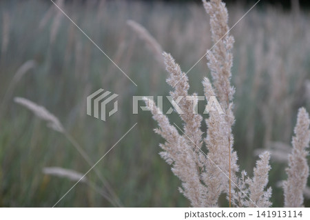 Close up of dry fluffy wild grass spikes swaying in a meadow during a quiet evening. Beautiful soft focus background highlighting natural textures of autumn plants and tranquil rural countryside Close up of dry fluffy wild grass spikes swaying in a meadow during a quiet evening. Beautiful soft focus background highlighting natural textures of autumn plants and tranquil rural countryside 141913114