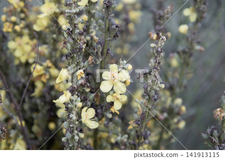 Close-up macro photograph of blooming yellow mullein wildflowers on tall green stalks, featuring delicate petals, fuzzy stems, and faded seed pods in a natural meadow during the summer season. Close-up macro photograph of blooming yellow mullein wildflowers on tall green stalks, featuring delicate petals, fuzzy stems, and faded seed pods in a natural meadow during the summer season. 141913115