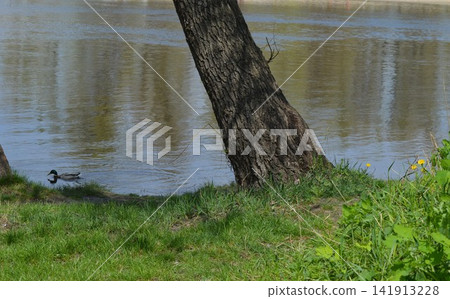A duck swims along the Dnipro River, view from the shore A duck swims along the Dnipro River, view from the shore 141913228