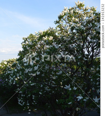 Bush white lilac (Syringa) in Kyiv Botanical Garden named after Hryshka Bush white lilac (Syringa) in Kyiv Botanical Garden named after Hryshka 141913232