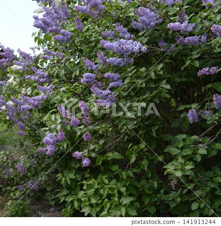 Bush Purple lilac (Syringa) in the Kyiv Botanical Garden named after Hryshka Bush Purple lilac (Syringa) in the Kyiv Botanical Garden named after Hryshka 141913244