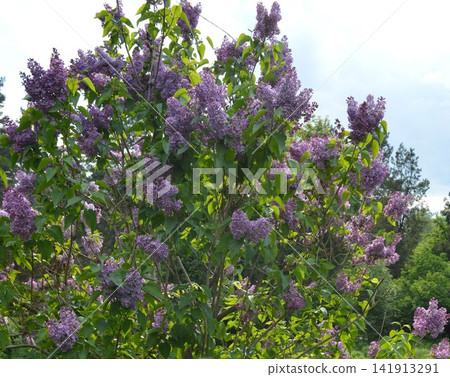 Bush Purple lilac (Syringa) in the botanical garden Bush Purple lilac (Syringa) in the botanical garden 141913291