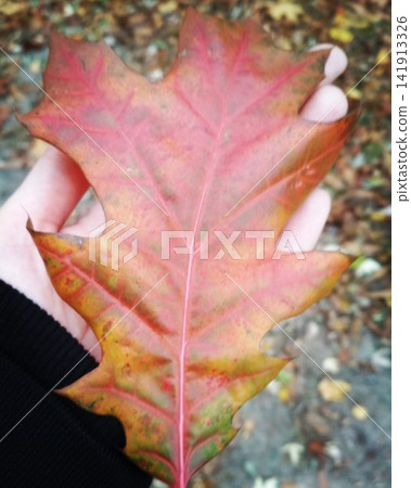 Oak autumn leaves in the palm 141913326