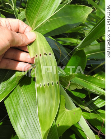 The rows of holes appear to be feeding marks left by the larvae of a moth called "Narrow-winged Leaf-rolling Moth." 141913566