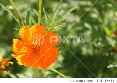 橙色波斯菊 橙色波斯菊 141913611
