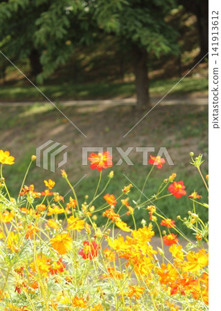公園裡盛開的薰衣草波斯菊 公園裡盛開的薰衣草波斯菊 141913612