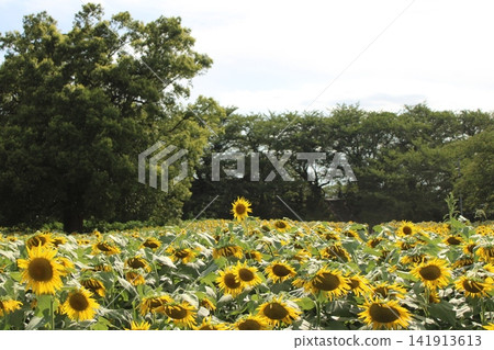 夏天的向日葵田 夏天的向日葵田 141913613