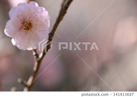 梅花告訴春天 梅花告訴春天 141913687