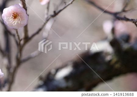 梅花告訴春天 梅花告訴春天 141913688