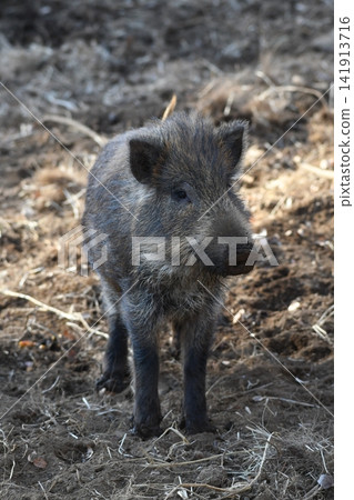 Japanese wild boar 141913716