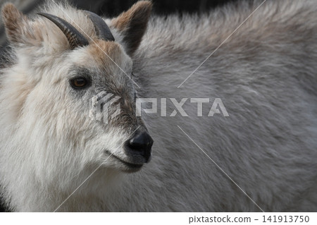 Japanese Serow 84 Japanese Serow 84 141913750
