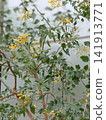 樹煙草植物開的小黃色管狀花。 141913771