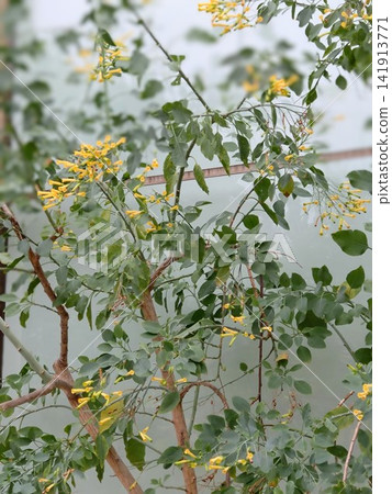Small, yellow, tubular flowers of the tree tobacco plant. Small, yellow, tubular flowers of the tree tobacco plant. 141913771