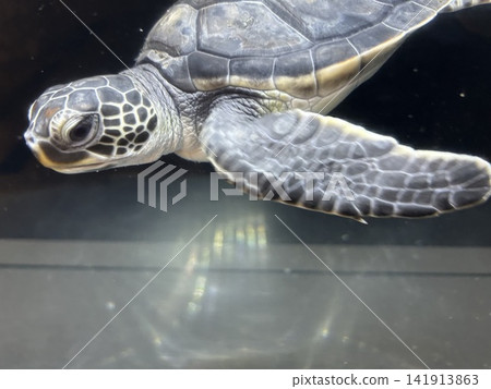 綠海龜在水族館裡游泳 141913863