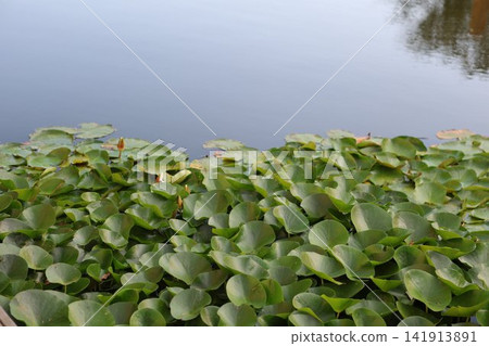 Green water lillies on a pond Green water lillies on a pond 141913891