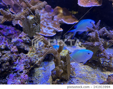 藍綠光鰓魚 藍綠光鰓魚 141913994