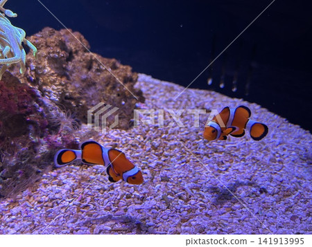 Clown anemonefish Clown anemonefish 141913995