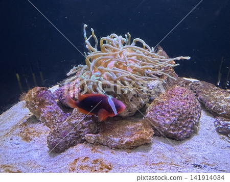 Anemone fish Anemone fish 141914084