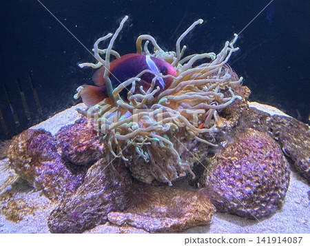 A clownfish caught in a coral reef A clownfish caught in a coral reef 141914087