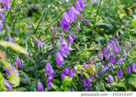 Bellflower Purple Flowers Blooming on Stems in Garden Greenery Background Bellflower Purple Flowers Blooming on Stems in Garden Greenery Background 141914107
