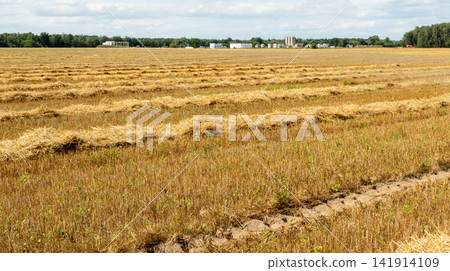 Harvested Grain Field with Golden Straw Windrows and Distant Agricultural Silo Facility Under Cloudy Sky Harvested Grain Field with Golden Straw Windrows and Distant Agricultural Silo Facility Under Cloudy Sky 141914109