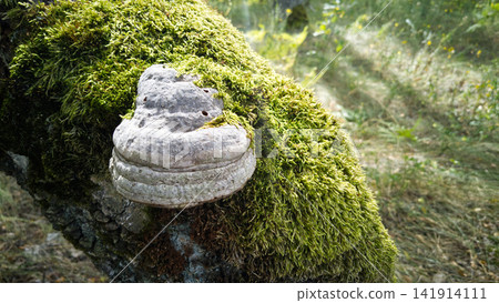 Grey Tinder Fungus Growing on Mossy Tree Trunk in Sunlit Forest Grey Tinder Fungus Growing on Mossy Tree Trunk in Sunlit Forest 141914111