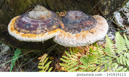 Large Red Banded Polypore Bracket Fungi Growing on Old Tree Trunk in Forest Large Red Banded Polypore Bracket Fungi Growing on Old Tree Trunk in Forest 141914113