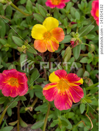 Summer is the season when brightly colored portulaca flowers bloom. Summer is the season when brightly colored portulaca flowers bloom. 141914182