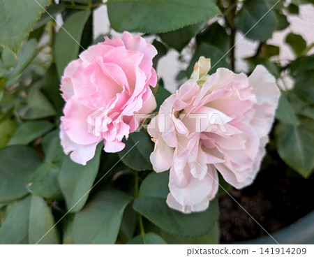 A garden where pale pink roses bloom close together. A garden where pale pink roses bloom close together. 141914209
