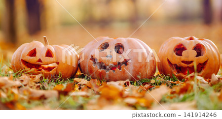 Set of orange pumpkins for halloween. Holidays, decoration concept. Set of orange pumpkins for halloween. Holidays, decoration concept. 141914246