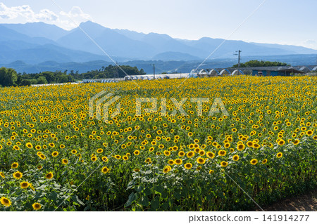 山梨縣北斗市朱野的向日葵田,在藍天下盛開 山梨縣北斗市朱野的向日葵田,在藍天下盛開 141914277