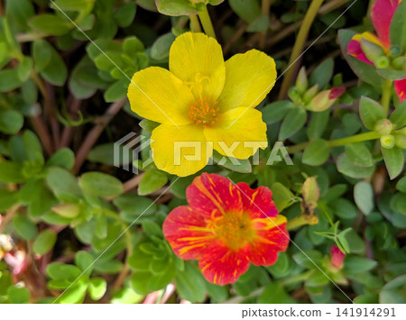 The vibrant portulaca flowers are a riot of color, with their yellow and red blossoms. The vibrant portulaca flowers are a riot of color, with their yellow and red blossoms. 141914291