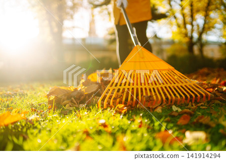 Collection of fallen leaves. Raking autumn leaves from the lawn on the lawn in the autumn park. Collection of fallen leaves. Raking autumn leaves from the lawn on the lawn in the autumn park. 141914294