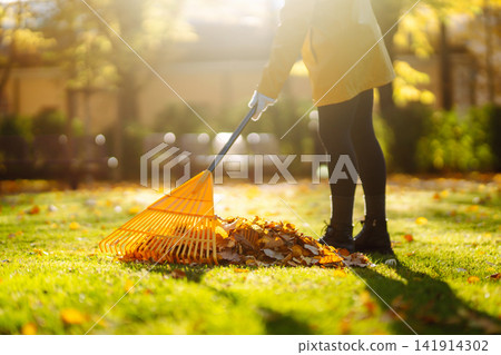 Collection of fallen leaves. Raking autumn leaves from the lawn on the lawn in the autumn park. Collection of fallen leaves. Raking autumn leaves from the lawn on the lawn in the autumn park. 141914302
