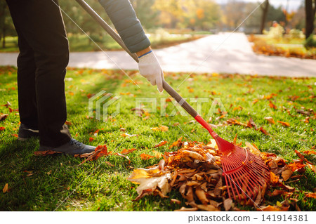 Rake with fallen leaves in autumn. Man cleans the autumn park from yellow leaves. Volunteering. Rake with fallen leaves in autumn. Man cleans the autumn park from yellow leaves. Volunteering. 141914381