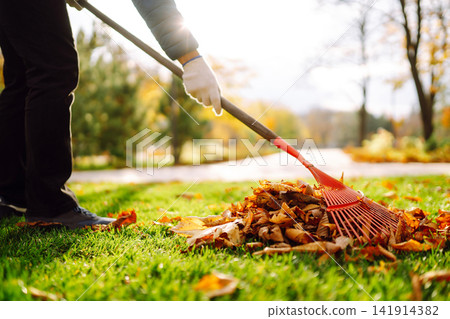 Rake with fallen leaves in autumn. Man cleans the autumn park from yellow leaves. Volunteering. Rake with fallen leaves in autumn. Man cleans the autumn park from yellow leaves. Volunteering. 141914382