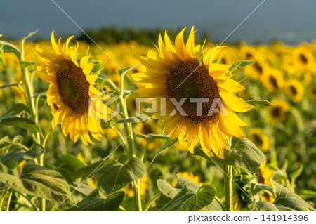Sunflower fields in Akeno, blooming at dusk, Hokuto City, Yamanashi Prefecture Sunflower fields in Akeno, blooming at dusk, Hokuto City, Yamanashi Prefecture 141914396
